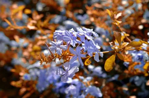Natural flowers Stock Photos