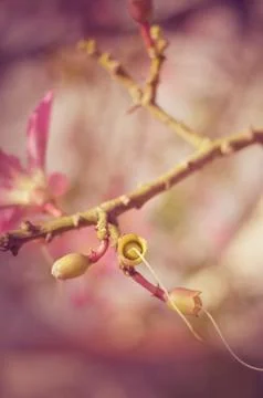 Natural flowers Stock Photos