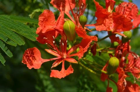 Natural flowers Stock Photos