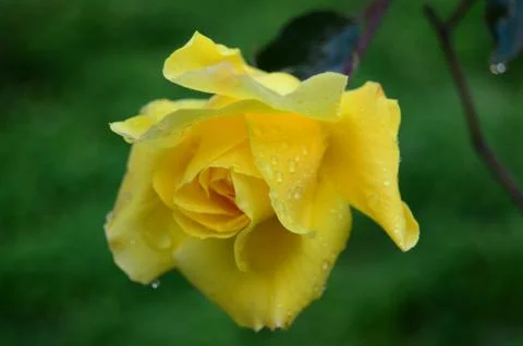 Natural flowers Stock Photos