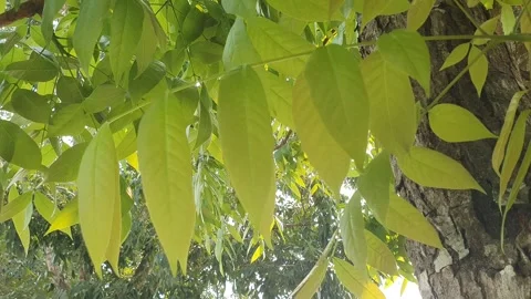 Natural foliage in a village in Indonesia Video stock 342861853