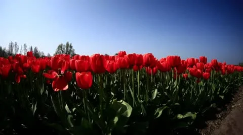 Natural Stock-Footage 9455671