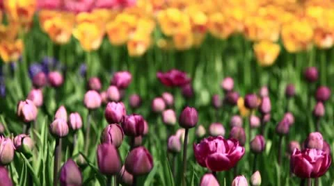 Natural Stock-Footage 9462842
