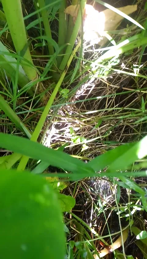 Natural Stock Footage 192615800