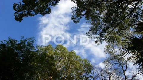 Natural Stock Footage 203984866