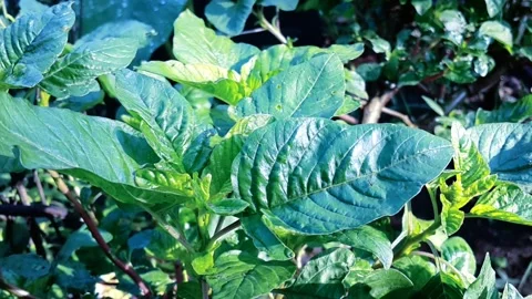 Natural Stock Footage 210198390
