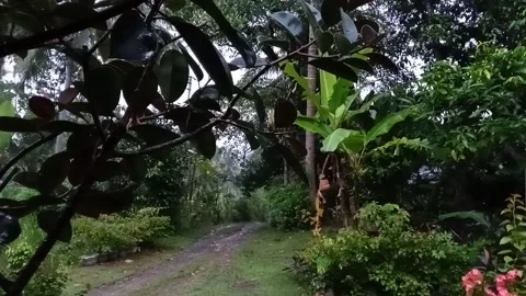 Natural Stock Footage 219910166