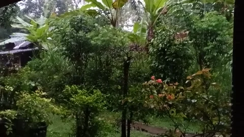 Natural Stock Footage 219911393