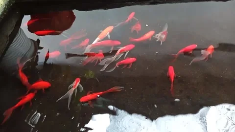 Natural Stock Footage 235767799