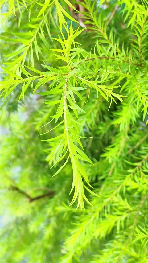 Natural Stock Footage 325881842