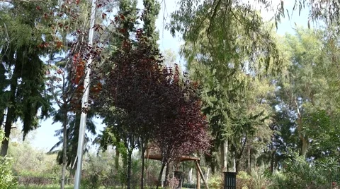 Natural forest 4k 動画素材 41726645