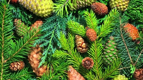Natural forest background with diverse pine cones and coniferous branches in Stock Footage 340953092
