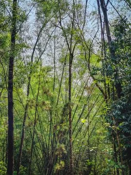 Natural forest background featuring green wilderness trees and bamboo plants. Stockfoto's