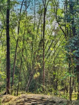 Natural forest background featuring green wilderness trees and bamboo plants. Stock Photos
