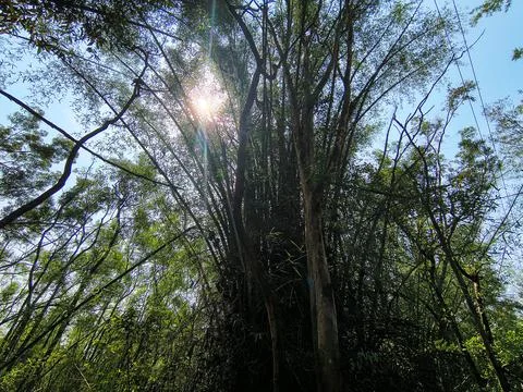 Natural forest background featuring green wilderness trees and bamboo plants. Stock Photos