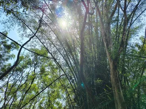 Natural forest background featuring green wilderness trees and bamboo plants. Stock Photos