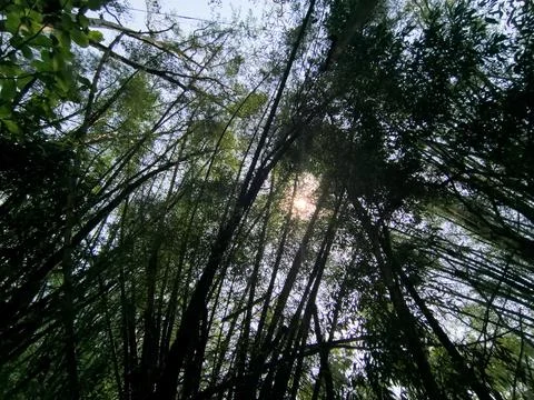 Natural forest background featuring green wilderness trees and bamboo plants. Stock Photos