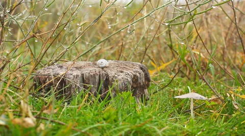 Natural forest background Stock Footage 33703035