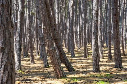 Natural forest background Stock Photos