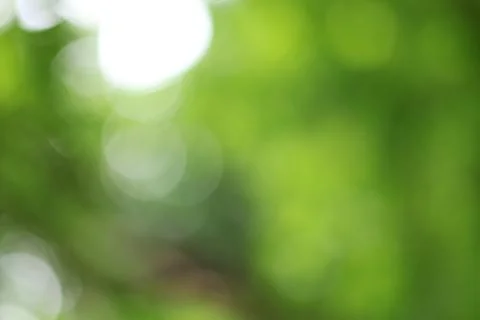Natural Forest Bokeh Background: Soft Sunbeams Filtering Through Lush Green.. Stock Photos