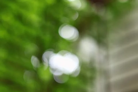 Natural Forest Bokeh Background: Soft Sunbeams Filtering Through Lush Green.. Stock Photos