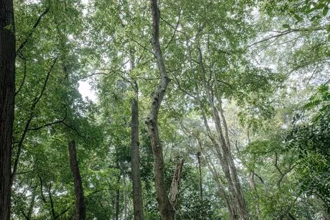 Natural Forest Canopy with Spreading Branches and Open Sky Stock Photos