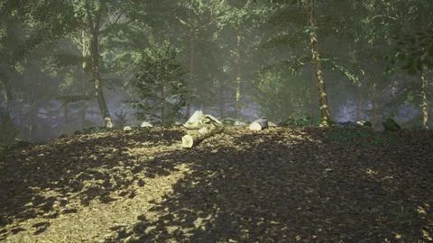 Natural forest clearing with sunlight filtering through trees at midday Stock Illustration