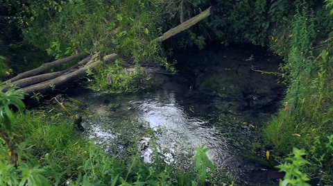 Natural forest creek.Spring-water source, a spring. Stock Footage 44167622