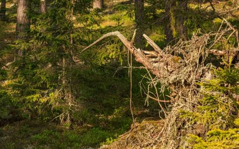 Natural forest fallen tree root Stock Photos