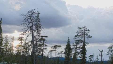 Natural Forest 動画素材 109465587