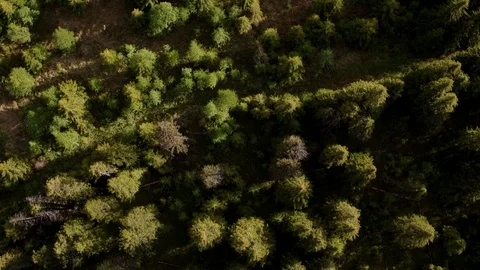 Natural forest Stock-Footage 109582517