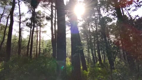 Natural forest Stock Footage 153285107