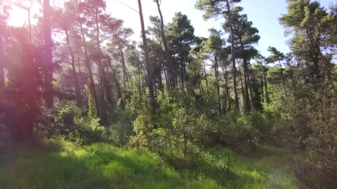 Natural forest Stock Footage 153285108