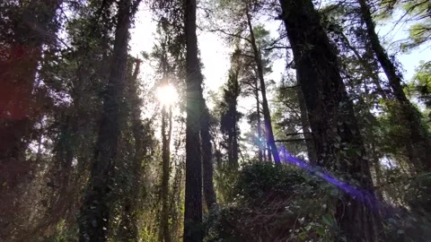 Natural forest Stock Footage 153285115