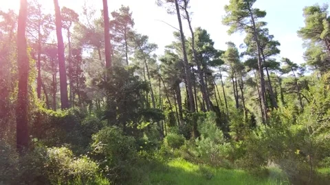 Natural forest Stock Footage 153285117