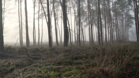 Natural forest Stock-Footage 205224810