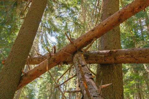 Natural forest intersecting branches captured in a serene woodland setting Stock Photos