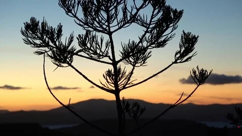 Natural forest mountain Video stock 75452460