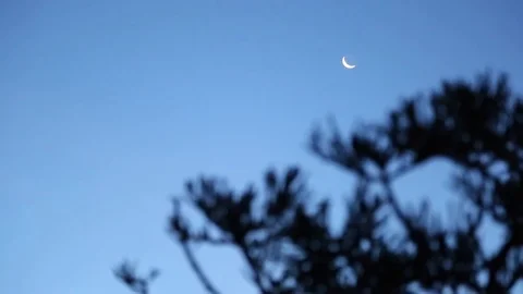 Natural forest mountain Video stock 75452469