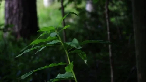 Natural forest mountain Video stock 75452474