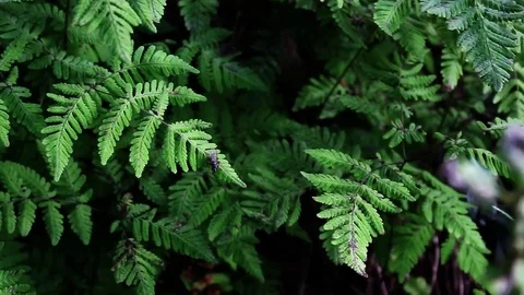 Natural forest mountain Video stock 75452482