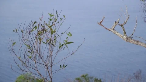 Natural forest mountain Video stock 75452485