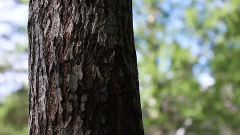 Natural forest mountain Video stock 75452489