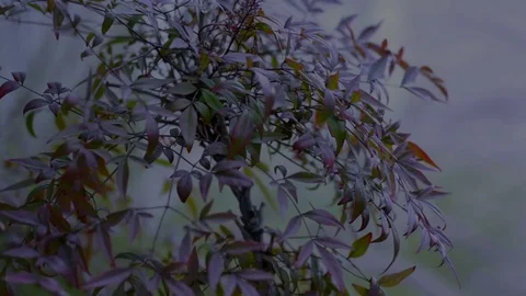 Natural forest mountain Video stock 75452509