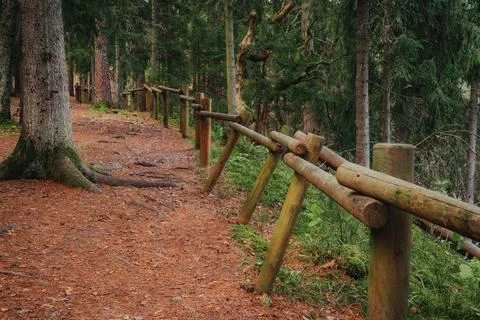 Natural forest pathway bordered by a rustic wooden handrail, with exposed tree. Stock Photos