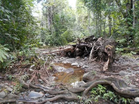 Natural forest Stock Photos