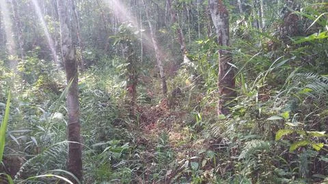 Natural forest Stock Photos