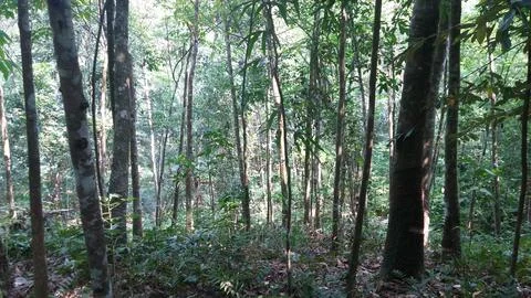 Natural forest Stock Photos