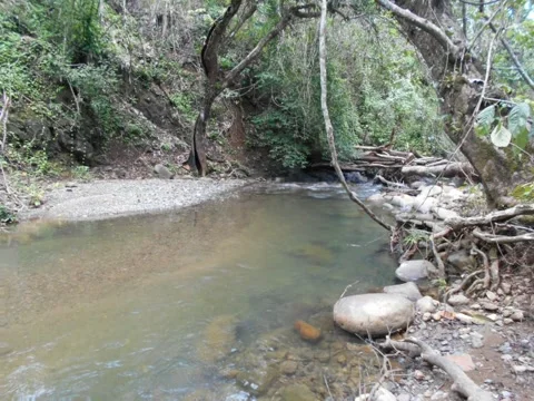 Natural forest river flow Stock Footage 209182299