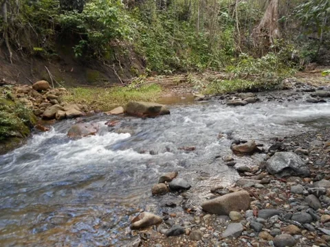 Natural forest river flow Stock Footage 209182327